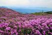 '진분홍빛 철쭉 향연'…합천 황매산철쭉제 내달 1~10일 개최